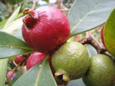 Flora Bacia Taquari-Antas - Fonte: Aepan-ONG