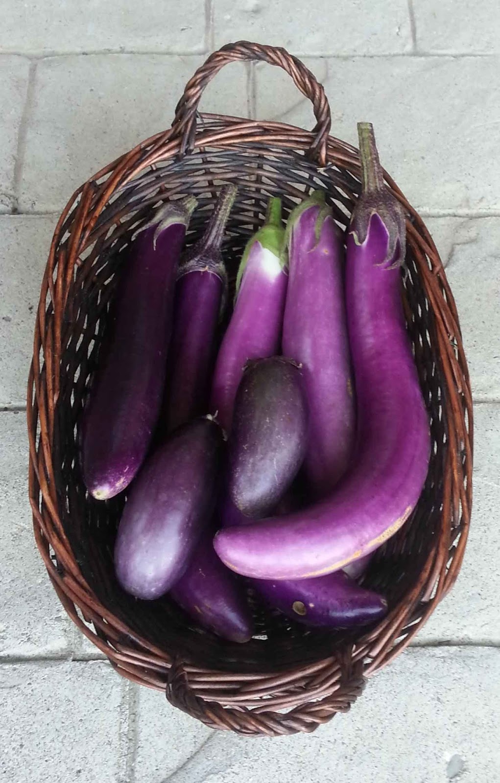 The Gardening Me: End of Season Review - Eggplants