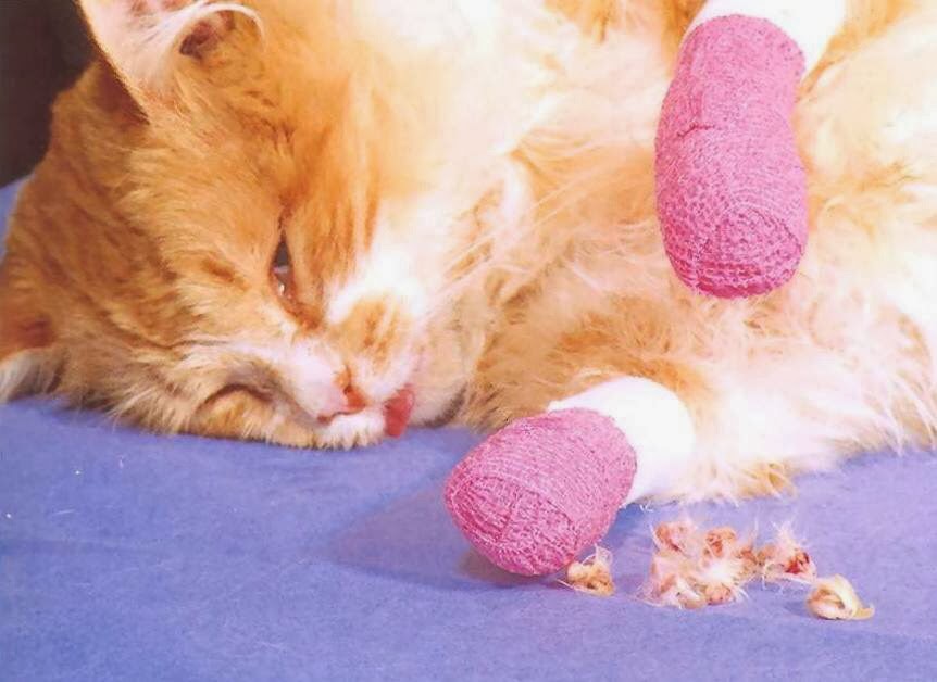 Life with Ragdolls Onychectomy/The Truth About Declawing Your Cat