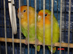 lovebird