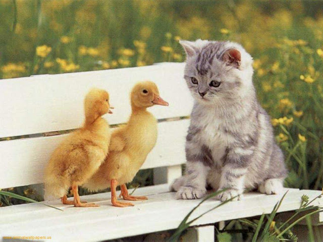 friendship of duckling