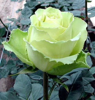 green color rose image  7 Arti Warna Pada Bunga Mawar