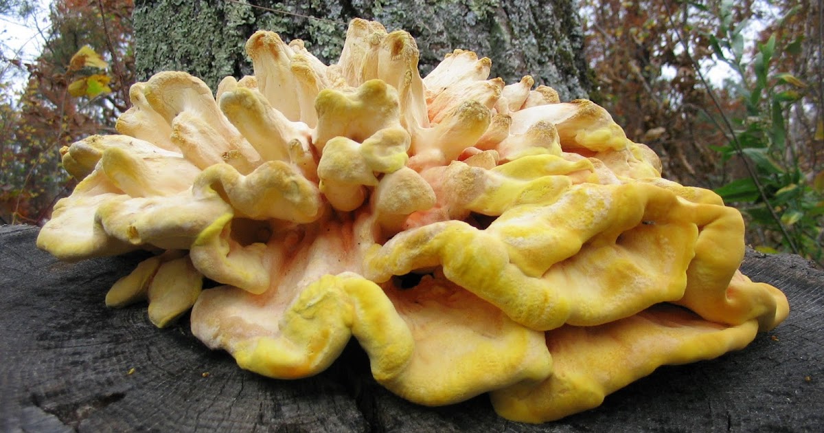 LoveNLoot Sulfur Shelf Mushroom
