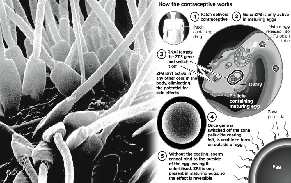 ashland human biology the effects of birth control on a fetus how birth control patch works