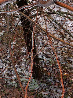 ice on tree branches