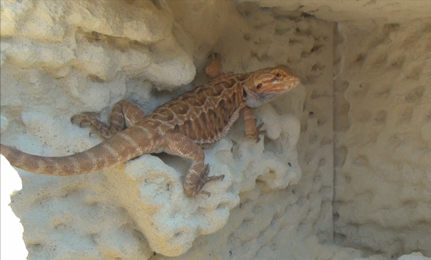 can-bearded-dragons-sleep-in-your-bed-1.jpg can-bearded-dragons-sleep-in-your-bed-1.jpg