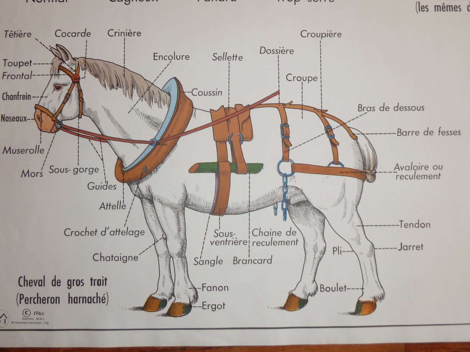 Vintage French Posters Botany Animals Anatomy, old World Maps from