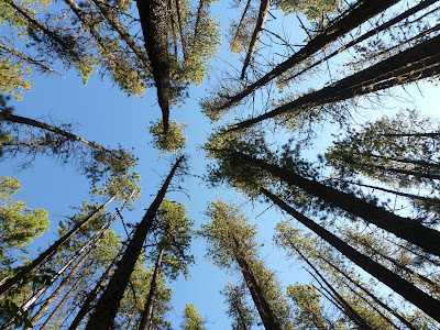 A look up through the pines