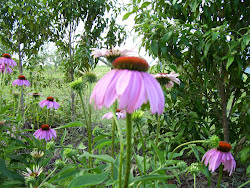 Echinacea Purpurea
