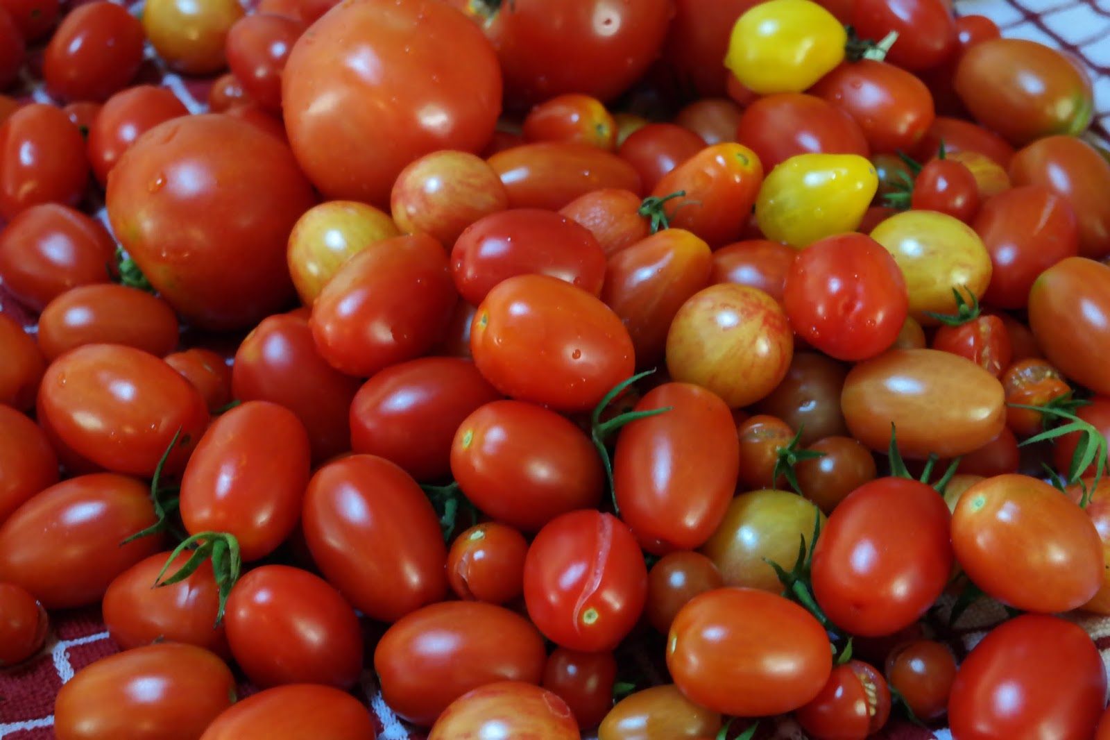 MountainMama When Life Gives You Tomatoes....