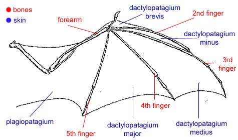 uMarko.blogspot.com: Birds, Insects, and Bats Fly by Design, not by