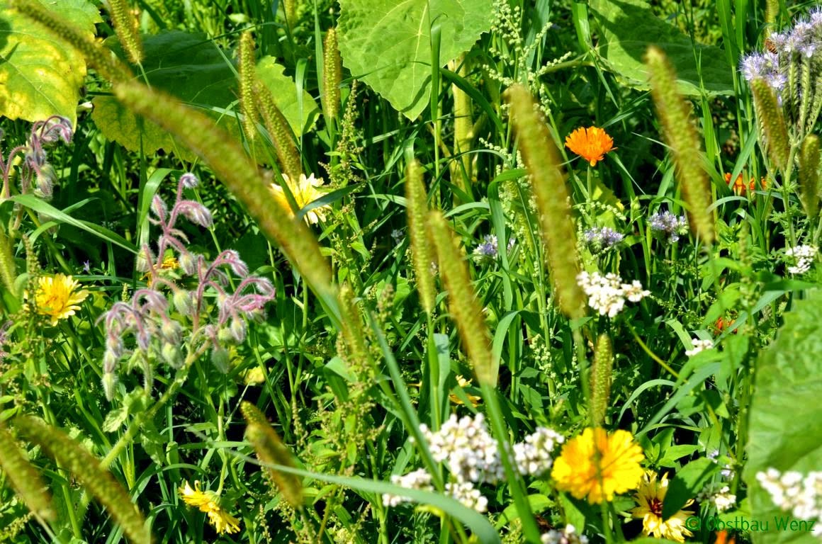 Blumenwiese Blumenwiese