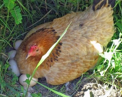 6 Ide Unik Tempat Mengeram Dan Bertelur Ayam