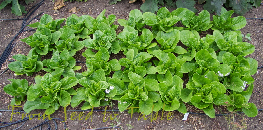 From Seed To Table Variety Spotlight Sweetie Baby Romaine Lettuce