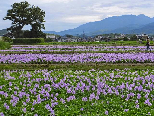 休耕田1.4haに1万4千株のホテイアオイが植栽されている。 休耕田1.4haに1万4千株のホテイアオイが植栽されている。