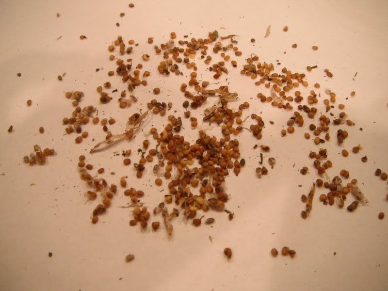 PARTY Gardening 101 How to collect seeds from Arugula and Lettuce