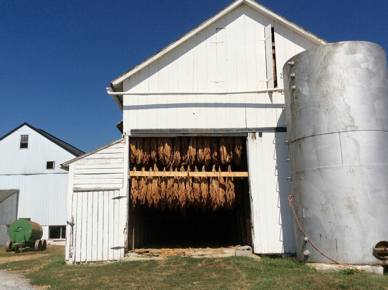 My Amish Indiana Growing Tobacco