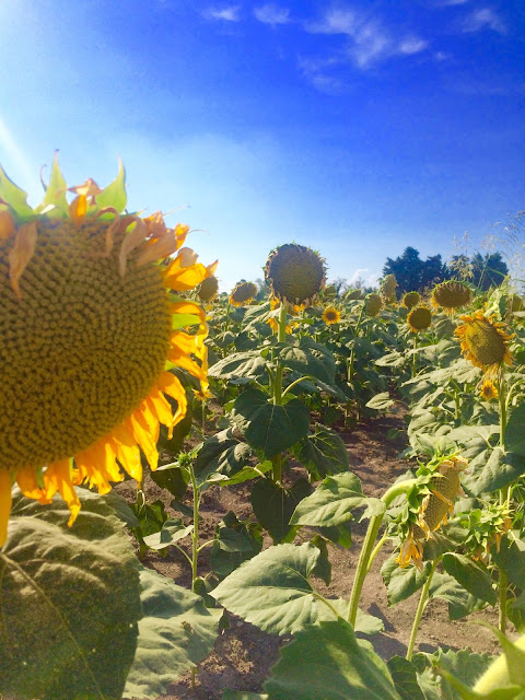 sunflower fields, provence - france