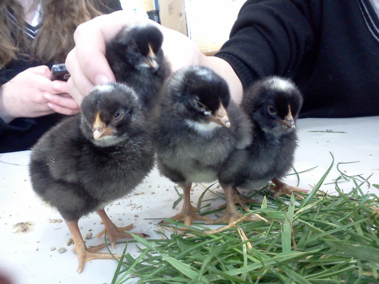 Barred Rock Male or female? | Page 4 | BackYard Chickens - Learn How to