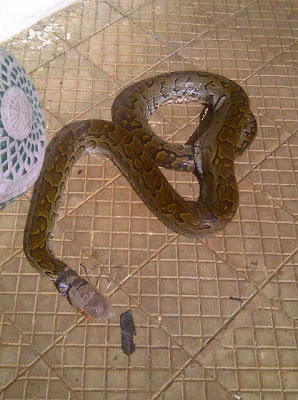 A Python was Killed Yesterday at the UniAbuja Main Campus (Photo)