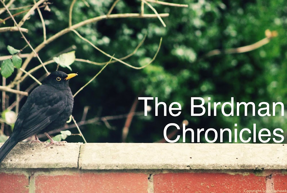 The Birdman Chronicles