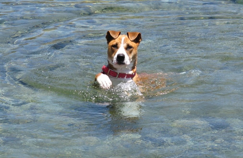 new wave how to hypnotize a dog