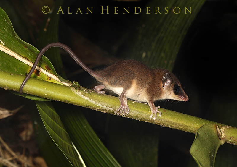 Mexican Mouse Opossum