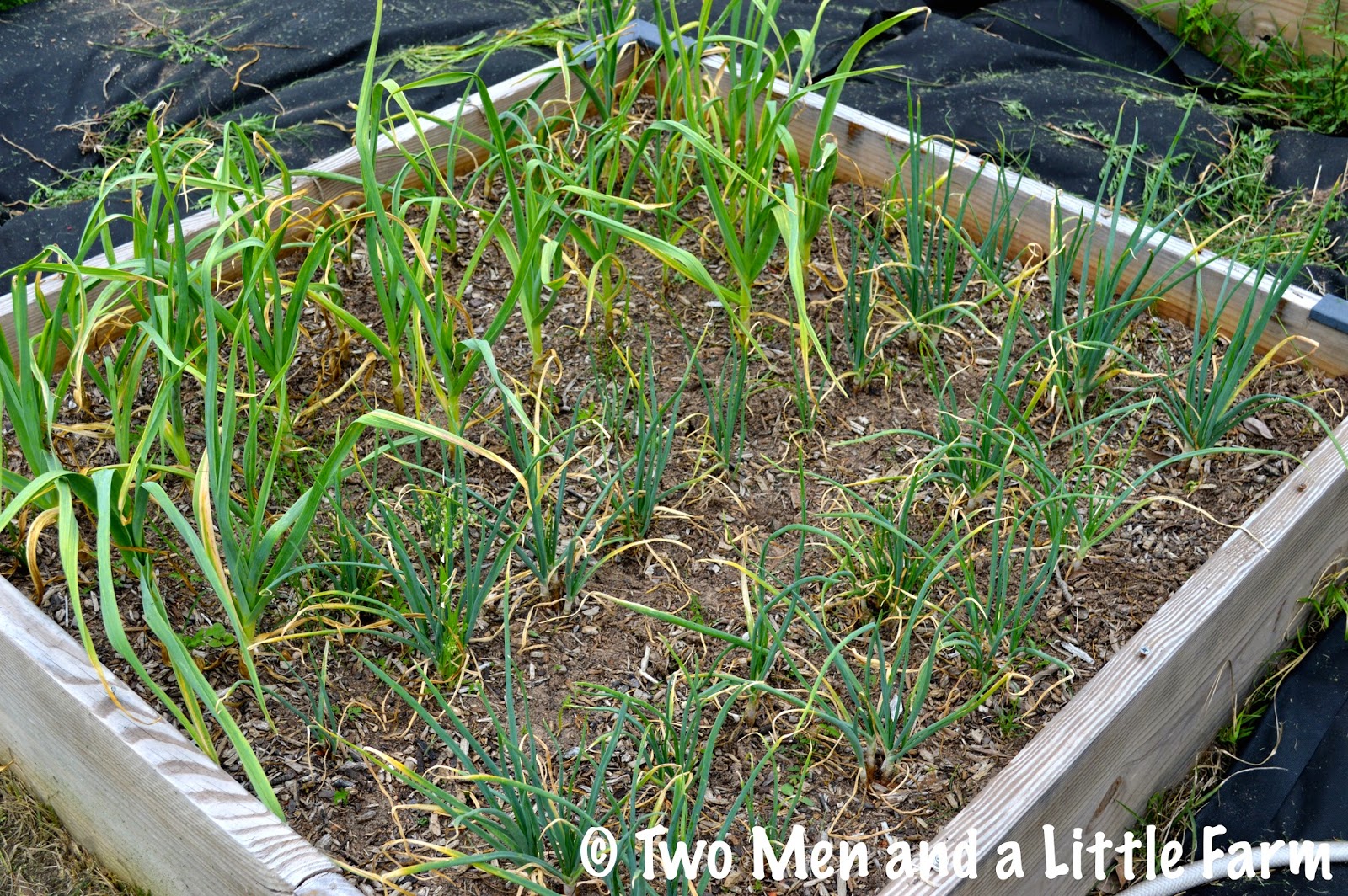 Two Men and a Little Farm
