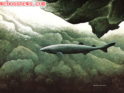 12 太平洋睡鯊