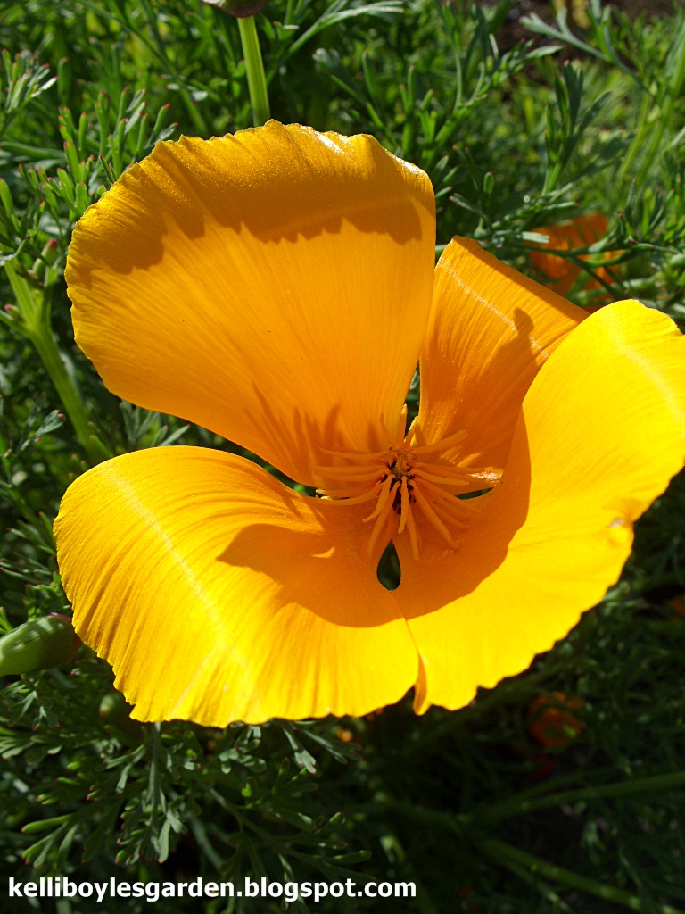 Kelli's Northern Ireland Garden Poppy Show