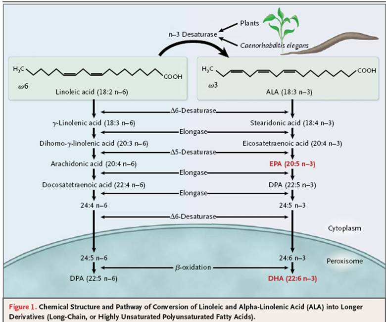 Phimaimedicine 1,190. n3 Fatty acids in cardiovascular disease