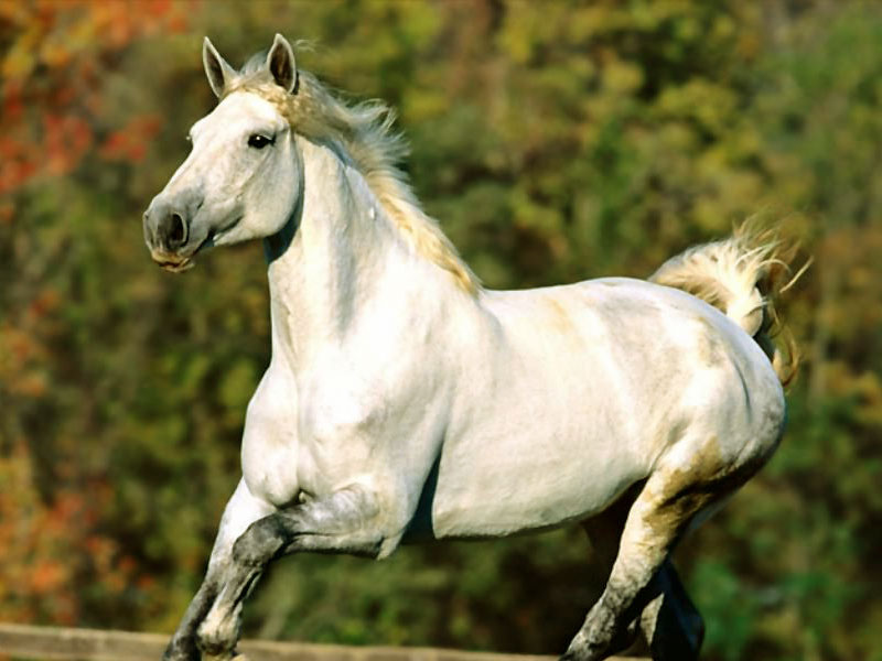 White Horse Wallpaper Free Wallpaper Downloads