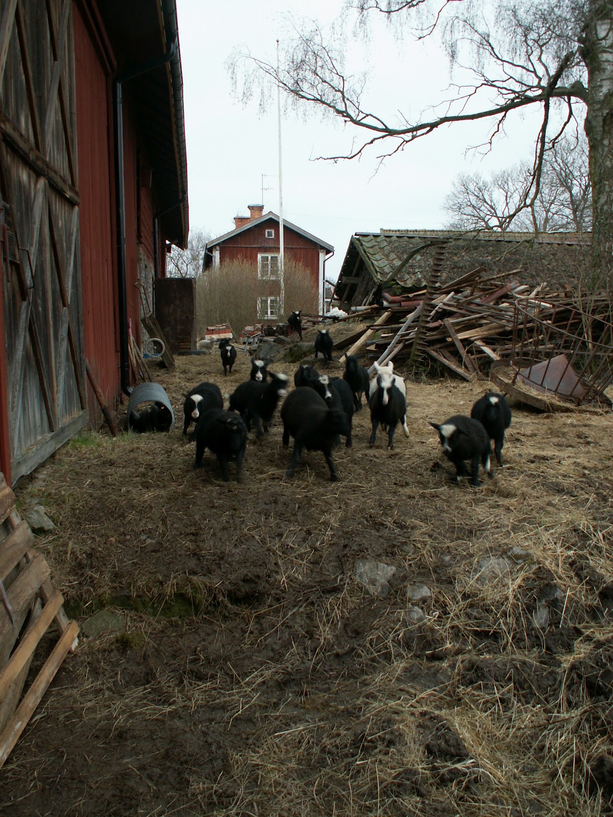 alvin och gänget 4 alvin och gänget 4