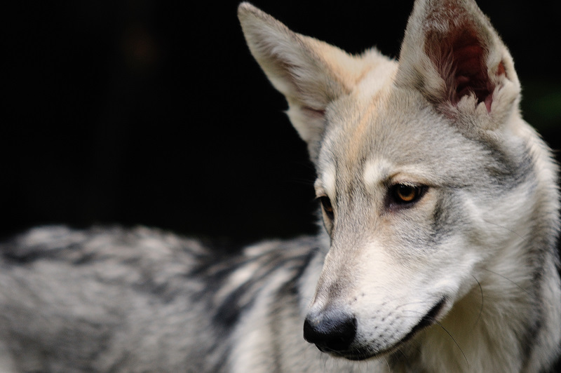 spitzohren unterwegs Faszination Saarlooswolfhund