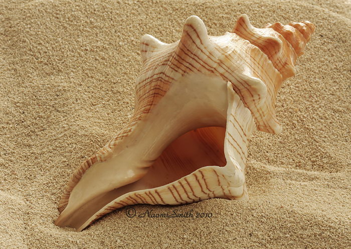 Lord of the flies chapter 2 : Conch symbolism