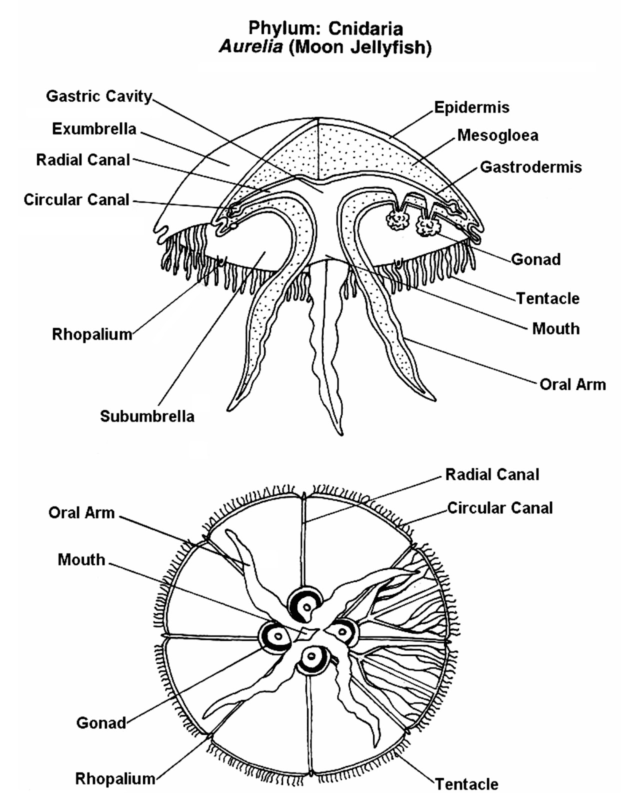 The Jellyfish Lovers Blog: Jellyfish Anatomy (Blog 6)