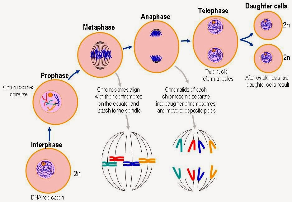 mitosis meiosis Meiosis ii is just like mitosis separates chromatids of one homolog of the homologous pair. mitosis meiosis Meiosis ii is just like mitosis separates chromatids of one homolog of the homologous pair.
