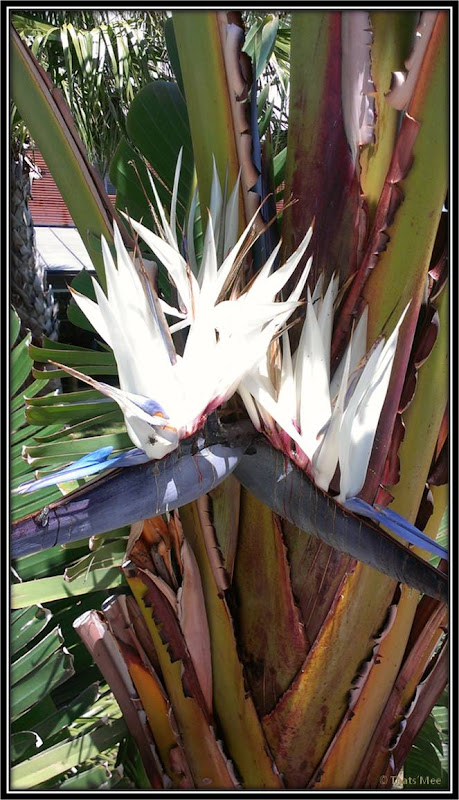 Crête Elounda fleur de palmier 