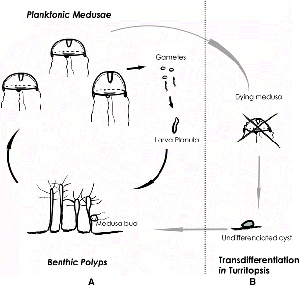 Get Immortal Jellyfish Transformation Gif Gif