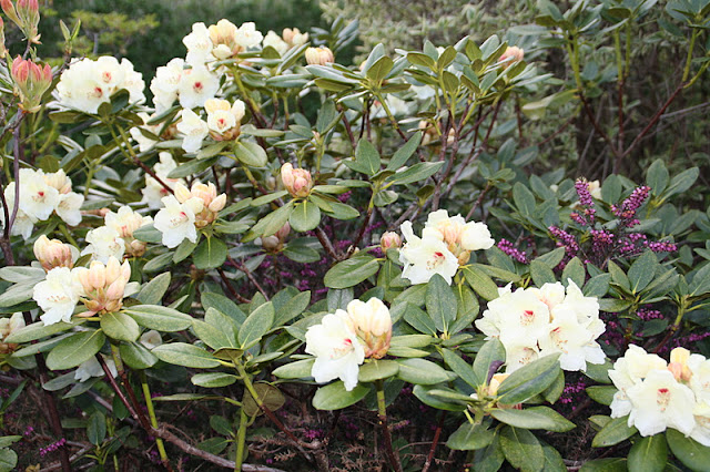 Frk. anemone: mine rhododendron Stue rhododendron