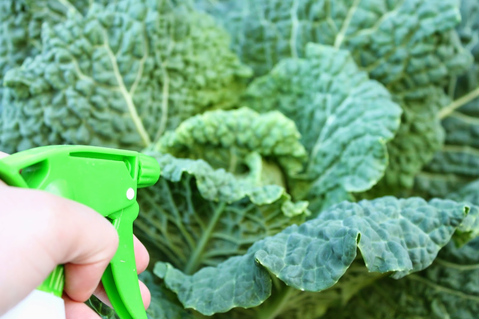 A little bit country For the garden..........chilli and garlic bug spray