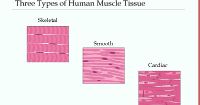 Human Anatomy and Physiology: Skeletal, Cardiac, and Smooth muscle