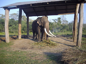 Largest bull tusker at "Sauraha Elephant Stables."