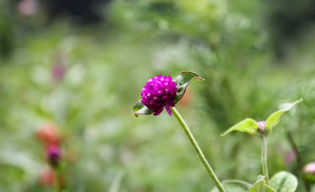 Gomphrena Flowers Pictures Gomphrena Flowers Pictures