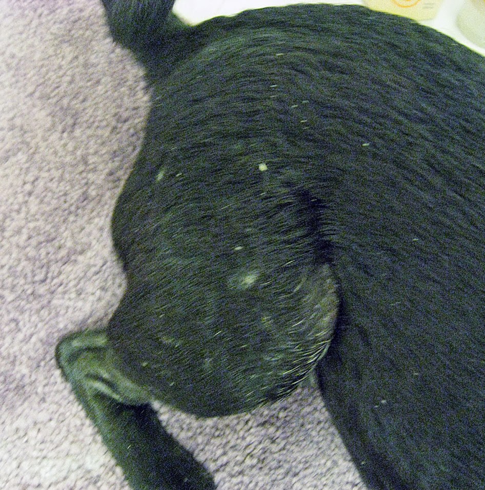 Pug Snort Report WHACAMOLE WELLNESS