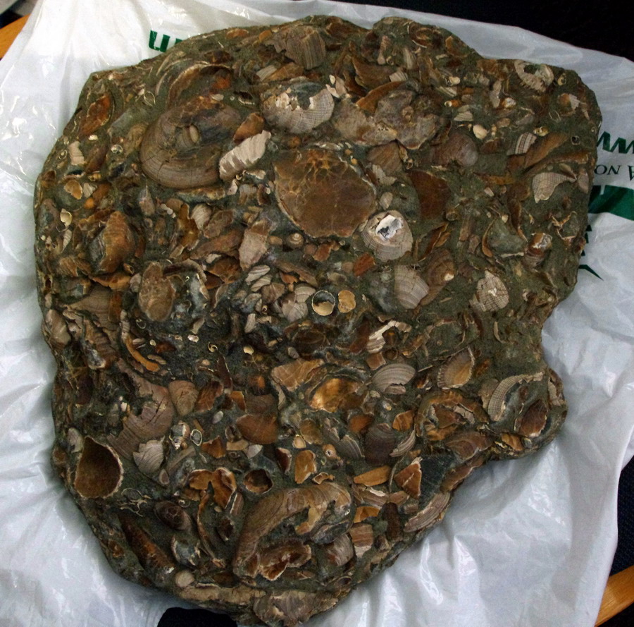 Northern California Nature Photography Fossil Collecting