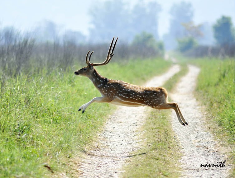 We love Our Bangladesh Axis deer/Chital deer or Spotted deer(Chitrol