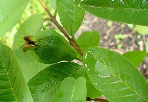 What are the health benefits of guava?