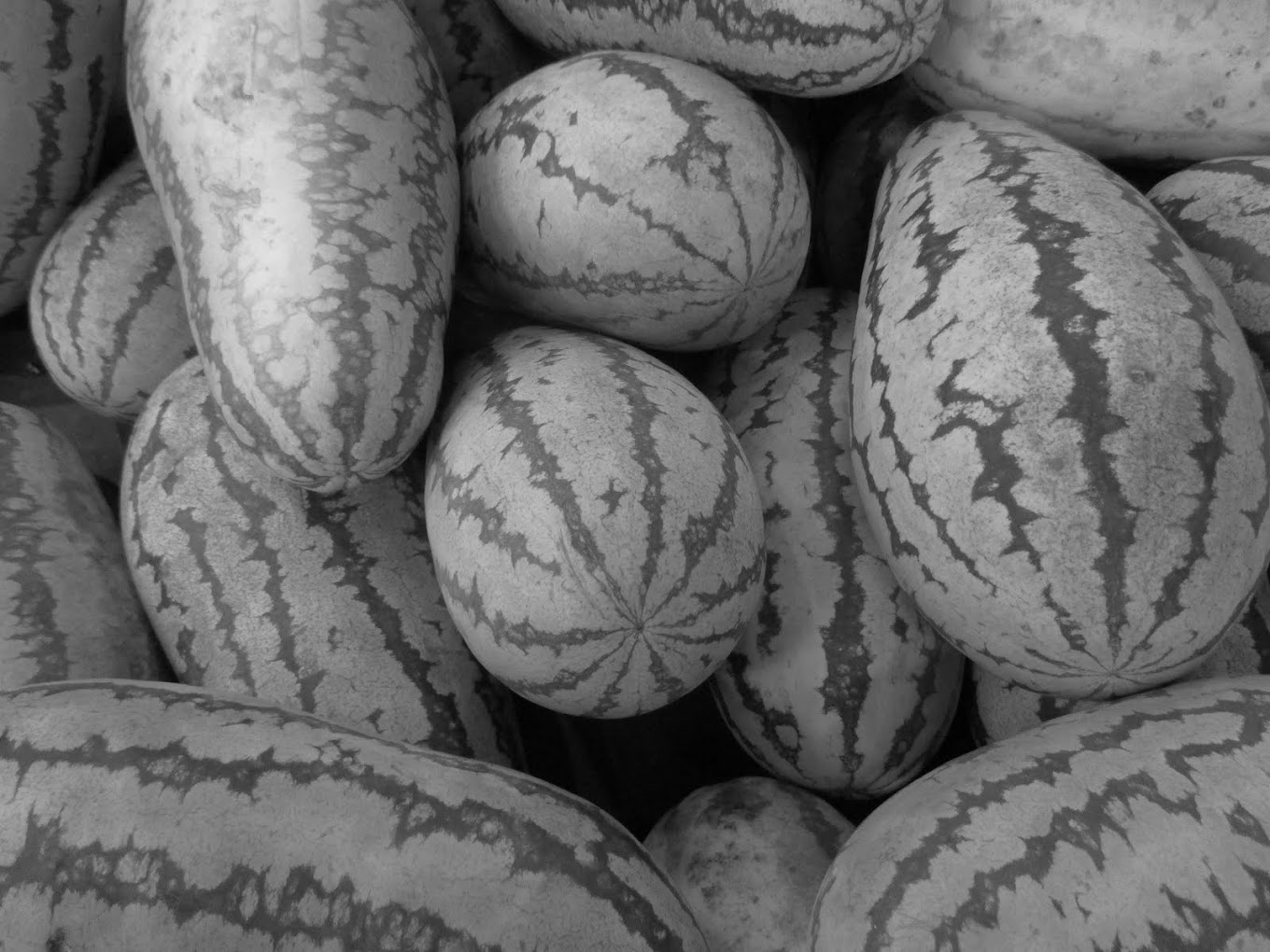 CA - CROCODILE WATERMELON - crocodile watermelon for sale - new orleans - LA / USA - 2016