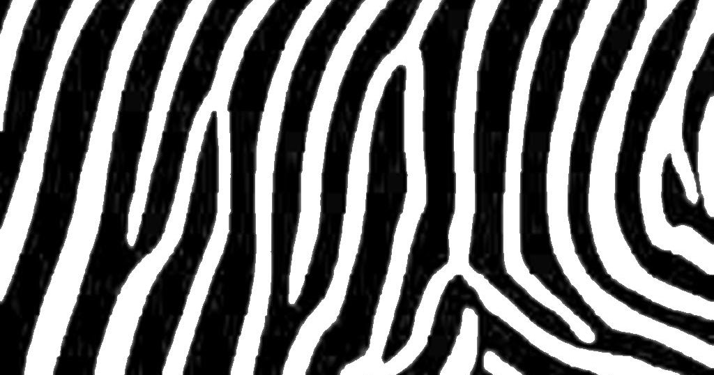 Zebra Print The Animal Life